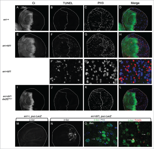 Figure 1. rbf1-induced apoptosis triggers cell proliferation and JNK signaling pathway activation in wing imaginal discs. (A, E, I) anti-Ci staining used to visualize the anterior domain in wing pouch imaginal discs from en-Gal4/+ or en-Gal4/+; UAS-rbf1/+ or en-gal4/de2f276Q1; UAS-rbf1/+ third instar larvae. A line indicates the antero-posterior frontier and the posterior compartment is on the right side. (B, F, J) Visualization of apoptotic cells by TUNEL staining in wing pouch imaginal discs of previously described genotypes. (C, G, K) Visualization of mitotic cells by PH3 staining in wing pouch imaginal discs of previously described genotypes. (F', G' H') High magnification from F, G and H. (D, H, L) Merge of anti-Ci, TUNEL and PH3 staining. (M, N) Visualization of β-Galactosidase in wing pouch imaginal discs from en-Gal4/puc-LacZ or en-Gal4/puc-LacZ; UAS-rbf1/+ third instar larvae. (O) Visualization of β-Galactosidase and PH3 staining in wing pouch imaginal discs from en-Gal4/puc-LacZ; UAS-rbf1/+. (P) Visualization of β-Galactosidase and TUNEL staining in wing pouch imaginal discs from en-Gal4/puc-LacZ; UAS-rbf1/+. Arrows showed double labeled cells.