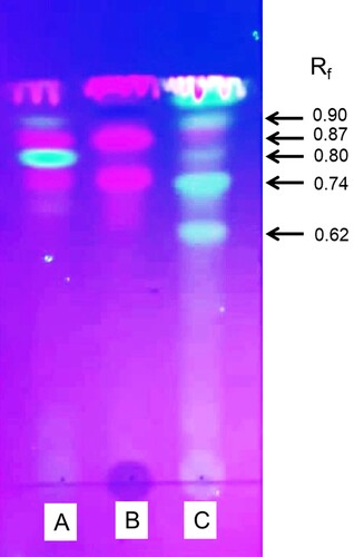 Figure 5. TLC analysis of methanolic extracts of C. asiatica, H. enneaspermus and E. prostrata. Herbal powder (1 g) was extracted with methanol (5 ml) and 10 µl of the extract was analyzed by TLC using chloroform: ethyl acetate: formic acid (10:8:2) as mobile phase and viewed under UV light: (A) C. asiatica extract; (B) H. enneaspermus extract; (C) E. prostrata extract.