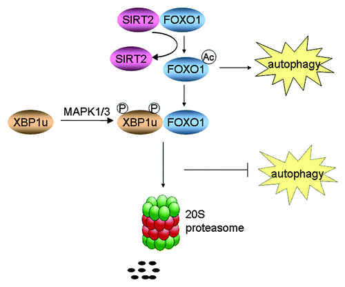 Figure 2. A schematic model showing the relationship between autophagy and XBP1u-induced FOXO1 degradation.