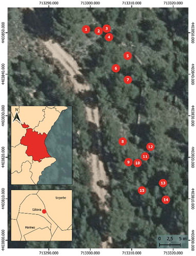 Figure 1. Distribution of the selected trees in the research plot