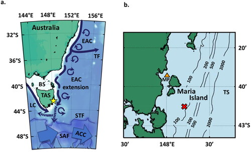 Figure 1. Map of Australia, Tasmania (TAS), and Maria Island (yellow star) (a) with depiction of regional currents and fronts including the East Australian Current (EAC), its southern extension and spiralling eddies, Tasman Front divergence (TF), Subtropical Front (STF), Subantarctic Front (SAF), Antarctic Circumpolar Current (ACC), Leeuwin Current (LC), and Bass Strait (BS). Enlarged depiction of Maria Island (b) with Mercury Passage (MP) to the west, which separates it from the Tasmanian mainland, and the Tasman Sea (TS) to the east. The location of the inshore (orange triangle) and offshore core sites (red cross) including bathymetry and associated water depth (m) are also shown. Modified from Pardo et al. (Citation2019).