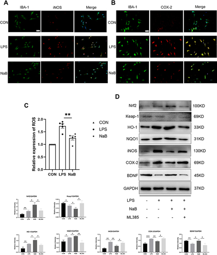 Figure 5 Effect of NaB on neuroinflammatory molecules and Nrf2/HO-1 signaling in LPS-stimulated primary microglia. Primary microglia were incubated with LPS, LPS+NaB, or LPS+NaB+ML385 for 12 hours. (A and B) Immunofluorescence images of cultured primary microglia showing expressions of IBA-1 (green), iNOS (red) or COX-2 (red) and DAPI (blue) at 12 h after LPS or LPS+NaB treatment when compared with the corresponding control. (C) NaB treatment inhibits the LPS-induced ROS production in primary microglia. Cells were analyzed with microplate reader. (D) Western blot analysis of Nrf2, Keap1, HO-1, NQO1, iNOS, COX-2, and BDNF protein expressions in the primary microglia at 12h after LPS, LPS+NaB, and LPS+NaB+ML385 and their corresponding controls. GAPDH served as the loading control. Bar graphs depicting the optical density of Nrf2, Keap1, HO-1, NQO1, iNOS, COX-2, and BDNF expressions. Data presented as mean ± SD (n = 3 per group). Scale bars: 20µm. *P < 0.05, **P < 0.01 by one-way ANOVA.