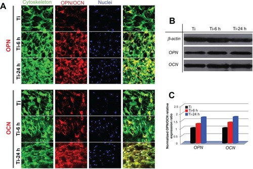 Figure 11 Osteopontin and osteocalcin protein expression. (A) Upper panels show osteopontin immunofluorescence results for cells incubated on samples for 14days and lower panels show those for osteocalcin. green (actin cytoskeleton), blue (nuclei), red (osteopontin, osteocalcin) and yellow (merged color of green and red). (B) Protein expression of osteopontin and osteocalcin was detected by Western blot analysis. (C) Gray levels of osteopontin and osteocalcin protein bands were normalized to the β-actin level.