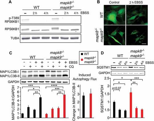 Figure 2. Autophagy caused by starvation does not require MAPK8/9 in immortalized MEFs. (a) RPS6KB1, p-Thr389 RPS6KB1, and TUBA expression by WT and mapk8−/- mapk9−/- immortalized MEFs after incubation with EBSS containing 5mM glucose (2 or 4 h) was examined by immunoblot analysis. (b) WT and mapk8−/- mapk9−/- immortalized MEFs were transduced with a lentivirus vector that expresses GFP-LC3B. Puncta formation following incubation with EBSS containing 5 mM glucose (2 h) was examined by fluorescence microscopy. Scale bar: 30 µm. (c) LC3B and GAPDH in WT and mapk8−/- mapk9−/- immortalized MEFs after incubation (2 h) in medium or with EBSS containing 5 mM glucose in the presence or absence of 25 µM chloroquine (CQ) was examined by immunoblot analysis. The LC3B-II:GAPDH ratios were normalized to the average of WT control condition (first lane). The data presented represent the mean ± SEM; n = 3 independent experiments; *, p < 0.05; **, p < 0.01; ***; p < 0.001; ****; p < 0.0001. Two-way ANOVA was used for the analysis of LC3B-II expression and Student’s t-test was used for the flux analysis. (d) The amount of SQSTM1 and GAPDH in WT and mapk8−/- mapk9−/- immortalized MEFs after incubation with EBSS containing 5 mM glucose (2 or 4 h) was examined by immunoblot analysis. The SQSTM1:GAPDH ratio was quantified and normalized to WT cells treated without EBSS (mean ± SEM; n = 3 independent experiments); *, p < 0.05; **, p < 0.01; ***; p < 0.001 (two-way ANOVA)