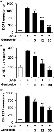 Figure 2. Attenuating effects of geniposide on the reactive oxygen species (ROS) elevation in human dermal fibroblasts under UV-B irradiation. Fibroblasts were subjected to the varying concentrations (0, 5, 12 or 30 μM) of geniposide for 30 min before the irradiation. The intracellular ROS levels were determined using DCFH-DA (A), DHE (B) and DHR-123 (C) in a microplate fluorometer. The intracellular ROS level was represented as DCF (A), 2-hydroethidium (2-HE, B) and rhodamine 123 (RH-123, C) fluorescence, expressed as % of the non-irradiated control. *p < 0.05; **p < 0.01; ***p < 0.001 versus the non-treated control (UV-B irradiation alone).
