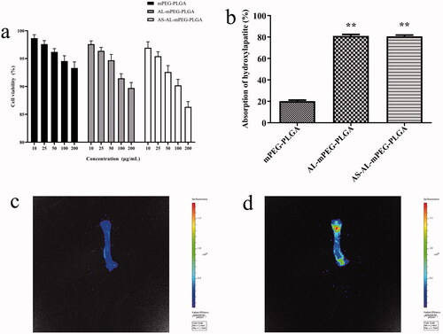 Figure 5. (a) Cell viability of MC3T3-E1 cells in vitro. (b) Hydroxyapatite adsorption affinity experiments results. (c) In vivo imaging images of rats were given with mPEG-PLGA micelles. (d) In vivo imaging images of rats were given with AS-AL-mPEG-PLGA. *P < .05, compared with mPEG-PLGA group, **P < .01, compared with mPEG-PLGA group.