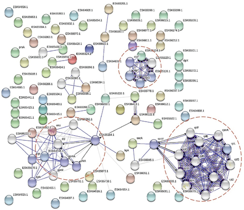 Figure 4.  Functional protein association networks of A. defectiva secretome. The online tool STRING was used for grouping the secreted proteins on the basis of functional networks. Minimum interaction scores were set at a strong confidence level of 0.7. The three major network groups formed are shown in dotted circles. Seven different colored link a number of nodes and represent seven types of evidence used in predicting associations. A red line indicates the presence of fusion evidence; a green line represents neighborhood evidence; a blue line represents co-occurrence evidence; a purple line represents experimental evidence; a yellow line represents text mining evidence; a light blue line represents database evidence and a black line represents co-expression evidence.