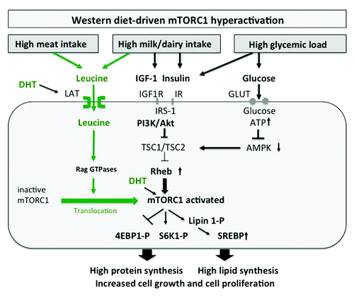 Figure 1. mTORC1 signaling of Western diet in acne: Leucine, IGF-1, insulin and glucose synergistically activate mTORC1. Leucine activates mTORC1 by translocation of inactive mTORC1 to Rheb-enriched membrane compartments. High glucose intake increases insulin signaling and elevates cellular ATP levels resulting in AMPK suppression. mTORC1 activates protein synthesis via S6K1 and 4EBP1 and phosphorylates lipin 1, inducing SREBP-mediated lipogenesis. DHT increases cellular leucine uptake and directly activates mTORC1.