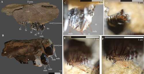 Figure 5. Maxilla fragment of Iguanodontia indet. CPGP.1.99.7. A - lingual view; B - buccal view (inverted image); C - buccal view of crown 4; D - dorsal view of crown 4; E and E - buccal views of crown 5. Abbreviations: Form – foramina; m - mammilla; mde - marginal denticules; Pr - primary ridge; Sr - secondary crown ridges. Scales: A and B - 2 cm; C to F - 1 cm.