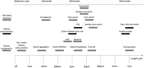 Figure 1. Length scales in cheese. HFG: homogenized fat globules. CGJ: curd granule junction. Adapted from (Lamichhane, Kelly, and Sheehan Citation2018).