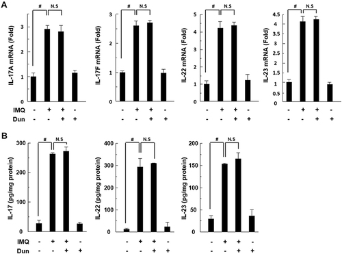 Figure 5 Effect of Dun on IMQ-induced inflammatory cytokines in NQO1−/− mice. (A) mRNA expression levels of IL-17A, IL-17F, IL-22, and IL-23 determined by quantitative RT-PCR in dorsal skin of NQO1−/− mice after 6 days of IMQ treatment. (B) Levels of IL-17, IL-22 and IL-23 in homogenized skin tissue measured using ELISA. Bars represent mean ± S.D. (n = 5). #p < 0.05 compared with the control group.