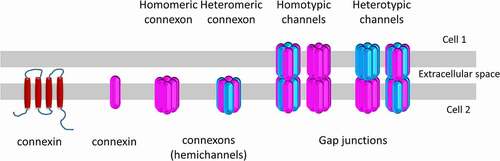 Figure 1. Connexins and gap junction organizations. Six connexins oligomerize to form connexons (hemichannels) that can be either homomeric or heteromeric if they are formed from one type or more than one type of connexins, respectively. After the transport of connexons to the plasma membrane, they can function as non-junctional hemichannels or align with another connexon to complete the formation of either homotypic gap junction channels composed of the same type of connexon or heterotypic gap junctions consisting of different hemichannels.
