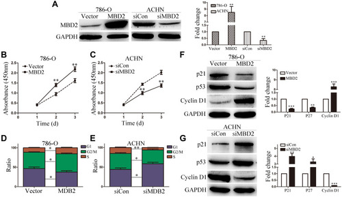 Figure 3 MBD2 promotes the proliferation of RCC cells. (A) The protein expression of MBD2 was determined by Western blotting in the 786-O and ACHN cells transfected with MBD2 plasmid or siRNA. (B and C) The effects of MBD2overexpression or knockdown on 786-O and ACHN cells as performed by CCK-8 assays. (D and E) Cell cycle distributions were analyzed by flow cytometry in 786-O and ACHN cells, and the percentage of cell population were presented in the histograms. (F and G) The Western blot analysis of the expression of P21, P27 and Cyclin D1 in 786-O and ACHN cells. Data represents the means ± SD. *P < 0.05; **P < 0.01; ***P < 0.001.