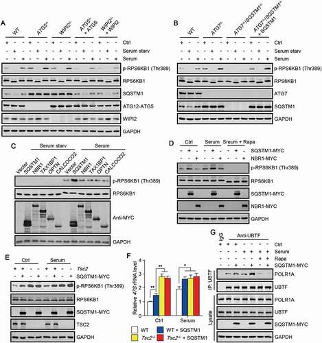 Figure 4. Autophagy deficiency potentiates the activation of MTORC1 signaling. (A-E) Phosphorylation of RPS6KB1 at Thr389 in the indicated cells treated as indicated. Cells were cultured in nutrient-rich medium, treated with serum starvation (6 h), or stimulated with serum (3 h) after serum starvation. Rapamycin (Rapa; 250 nM) were used along with serum stimulation. (F) Cellular 47S rRNA level of the cells treated as indicated in (E). Rapamycin, an MTOR inhibitor. The statistical data are presented as mean ± SEM of three independent experiments. *P < 0.05, **P < 0.01. (G) HEK293 cells transfected with or without SQSTM1-MYC were treated as indicated and subjected to immunoprecipitation by anti-UBTF, followed by western blot to detect POLR1A.