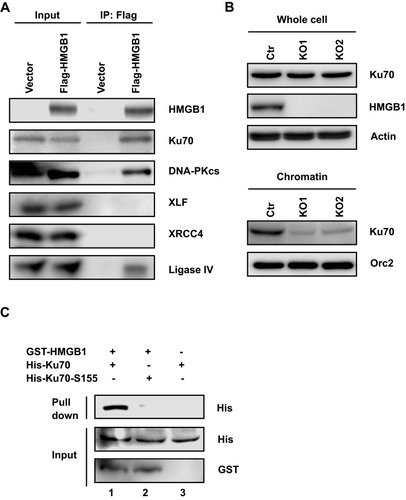 Figure 2 HMGB1 interacts with Ku70 and promotes DNA-binding activity of Ku70 in NHEJ. (A) Western blotting of NHEJ core factors immunoprecipitated by Flag-tagged-HMGB1 (Flag-HMGB1) in HK1 cells. (B) Western blotting of chromatin-bond Ku70 in HK1-WT, HK1-KO1, and HK1-KO2 cells. (C) Western blotting of His-Ku70 or His-Ku70-S155A retained on glutathione agarose by GST-HMGB1.