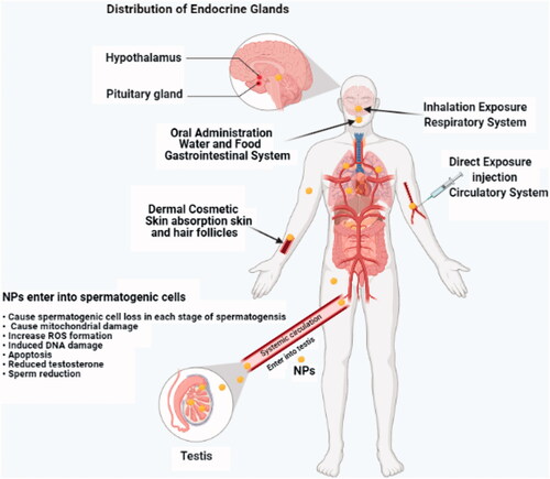 Figure 1. Various ways that nanoparticles (NPs) can enter into the testicular tissues through the circulatory system.