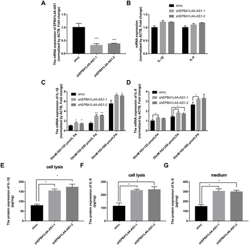 Figure 3 Expression of inflammatory factors was increased in EPB41L4A-AS1-knockdown cell lines under HG and high-fat conditions. (A) EPB41L4A-AS1 expression in shnc, shEPB41L4A-AS1-1, and shEPB41L4A-AS1-2 cells (n=3). (B) IL-1β expression in shnc, shEPB41L4A-AS1-1, and shEPB41L4A-AS1-2 cells (n=3). (C) IL-1β mRNA expression in shnc, shEPB41L4A-AS1-1, and shEPB41L4A-AS1-2 cells treated with 55 mM glucose plus different concentrations of PA (125, 250, 500 μmol/L) (n=3). (D) IL-8 mRNA expression in shnc, shEPB41L4A-AS1-1, and shEPB41L4A-AS1-2 cells after treatment with 55 mM glucose plus different concentrations of PA (125, 250, 500 μmol/L) (n=3). (E) IL-1β protein expression in cell lysate of shnc, shEPB41L4A-AS1-1, and shEPB41L4A-AS1-2 cells after 55 mM glucose plus 250 μmol/L PA treatment (n=3). (F–G) IL-8 protein expression in cell lysate and media of shnc, shEPB41L4A-AS1-1, and shEPB41L4A-AS1-2 cells after 55 mM glucose plus 250 μmol/L PA treatment (n=3). Data are shown as mean ± SD. *P<0.05, **P<0.01, ***P<0.001; Student’s t-test.