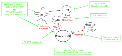 Figure 1. General strategies for improving of antitumor immune. The multifaceted strategies set in place by malignant cells to evade the immune system are depicted in red. Potential interventions that may improve the efficacy of vaccination are shown in green. Please refer to the main text for further details.