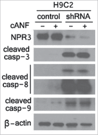 Figure 1. Enhancement of caspase activities in natriuretic peptide receptor 3 (NPR3) knock-down cardiomyocyte H9C2 cells. Immunoblot analysis of NPR3 and caspases was performed in lysates of NPR3 knock-down and control H9C2 cells treated with or without a selective NPR3 agonist ring-deleted analog of atrial natriuretic factor (cANF).
