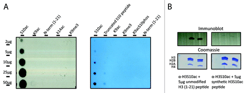 Figure 5. Immunoaffinity competition assay. (A) Validation of α-H3S10ac specificity: increasing concentrations (2–50µg) of differently modified peptides were blotted on to a nitrocellulose membrane and incubated with purified polyclonal α-H3S10ac. The antibody recognized only the synthetic H3S10ac peptide. (B) Bulk iPSC histones were analyzed by western blot for detection of H3S10ac. The signal was competed away by pre-incubation of the synthetic H3S10ac peptide.