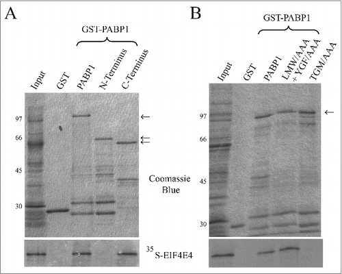 Figure 8. Mapping the EIF4E4 binding region within PABP1. Co-immunoprecipitation assay to map the localization of the EIF4E4 binding motif within PABP1. (A) Recombinant L. major PABP1 expressed in Escherichia coli fusioned at its N-terminus with Glutathione S-transferase (GST), was assessed for its ability to bind to the [35S]-labeled wild-type EIF4E4. Full-length PABP1 or truncated mutants lacking part of its N- or C-terminal regions (as shown in Fig. 2A) were evaluated for their ability to bind to the labeled EIF4E4. (B) Full-length L. infantum GST-PABP1 was also compared with the “TGM” or the double “LMW”/”YGF” mutants as to their ability to bind to EIF4E4. The upper panels shows the Coomassie-blue stained gels indicating the recombinant GST (negative control), the wild-type GST-PABP1 fusion or the truncated proteins and mutants assayed (the recombinant proteins are indicated by arrows and the sizes of molecular weight markers are shown on the left). The panels below shows the result from the assays carried out evaluating their binding to the wild-type EIF4E4.