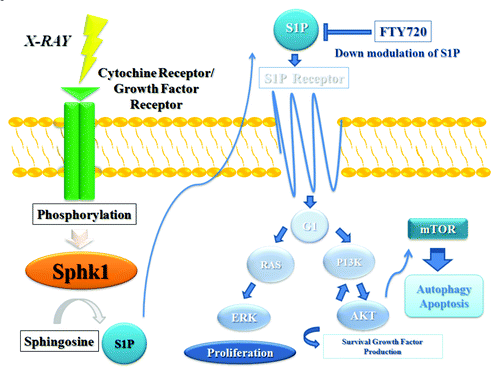 Figure 6. Explanatory cartoon of fingolimod effects on signal transduction pathways. Sphingosine kinase (SphK1) is a key regulator of the dynamic ceramide/sphingosine-1-phosphate (SP1) rheostat balance which is important in the pathological cancerogenesis, progression, metastasis process and resistance to treatments. FTY720 acts as a SphK1 antagonist reducing SP1 levels with perturbation of PI3K/AKT/mTor pathway involved in apoptosis and autophagy of the cancer cells and modulating sensitivity of tumor cells to radiation-induced cell death.