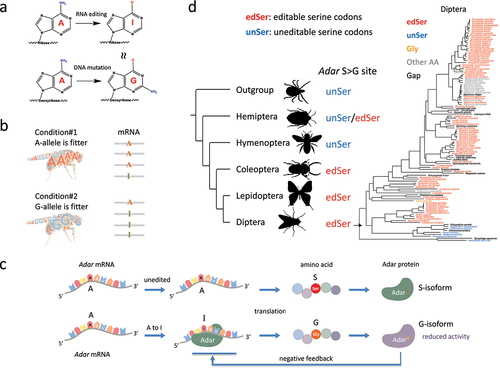 Figure 1. A-to-I RNA editing and the evolution of adar S > G auto-recoding site in insects. (a) A-to-I RNA editing mediated by ADAR protein. I is recognized as G by cellular machineries. (b) Predictions made by the adaptive RNA editing hypothesis. A and G alleles are fitter under different conditions while RNA editing could adjust the relative proportions of two alleles. When a is fitter under a particular condition, the editing level decreases to represent more A, and vice versa. (c) The adar S > G auto-recoding site forms a negative feedback loop that stabilizes the RNA editing efficiency. (d) Evolution of adar S > G site in insects. Editable serine codons are colored in red; uneditable serine codons are colored in blue; glycine codons are colored in orange. The phylogenetic tree of all diptera species was colored with the codon classification of adar S > G site.