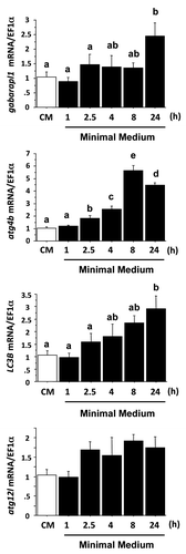 Figure 2. Effect of serum- and AA-withdrawal on autophagy-related gene expression in trout myoblasts. Four-day-old cells were incubated in a serum- and amino acid-rich (complete medium, CM) or -deprived medium (minimal medium, MM) for 1, 2.5, 4, 8 or 24 h. Gabarapl1, LC3B, atg4b and atg12l mRNA levels were estimated using real-time RT-PCR. Expression values were normalized with elongation factor 1α (EF1α)-expressed transcripts. Results are expressed as means ± SEM, (n = 3 independent experiments, each the mean of 6 replications) and were analyzed by one-way ANOVA followed by Student Newman–Keuls test for multiple comparison (p < 0.05). Means not sharing the same letter are significantly different.