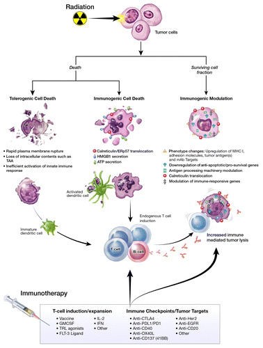 Figure 1. Radiation-induced immunogenic modulation may enhance immunotherapy. Multiple immunogenic consequences of radiation therapy (RT) that can be harnessed to promote synergy with immunotherapeutic regimens.