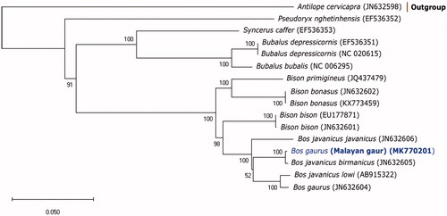 Figure 1. Phylogenetic tree of complete mitogenome among members of Bovini tribe and a member of Antilopini as outgroup inferred using Maximum Likelihood method based on General Time Reversible model with 1000 bootstrap value. GenBank accession numbers for each mitogenomic sequences are shown in parentheses.
