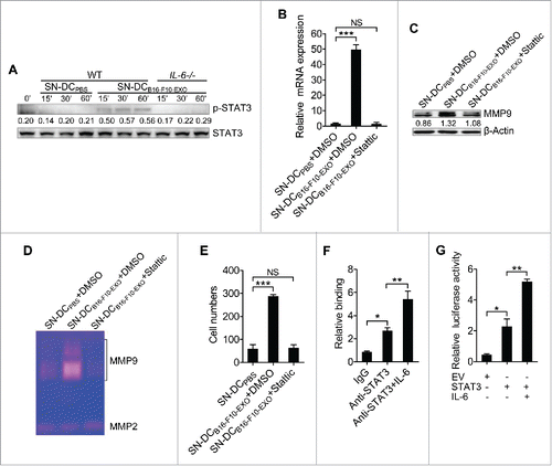 Figure 3. Activation of STAT3 by IL-6 from Ta-DCs increased transcription of MMP9. (A, B) B16-F10 cells were cultured in supernatant from PBS-stimulated BMDCs of WT mice or B16-F10-EXO (5 μg/ml for 6 h)-stimulated BMDCs of WT or IL-6−/− mice for the indicated time points. Then, the p-STAT3 and STAT3 protein levels were detected by Western blot (A), or with or without 2 μM of Stattic for 6 h. Then, the MMP9 mRNA level was detected by real-time PCR (B). (C-E) B16-F10 cells were cultured in supernatant from PBS- or B16-F10-EXO (5 μg/ml for 6 h)-stimulated BMDCs with or without 2 μM of Stattic for 24 h. Then, the MMP9 protein level was detected by Western blot (C), or the cells were collected and cultured in serum-free DMEM media for another 24 h. The MMP2 and MMP9 activity in the supernatant was detected by gelatin zymography (D), or the invasive ability of B16-F10 cells was measured using an in vitro invasive assay (n = 5) (E). (F) B16-F10 cells were stimulated with or without 10 ng/ml of IL-6 for 24 h, and the binding of STAT3 and the MMP9 promoter was examined by ChIP assay. (G) NIH-3T3 cells were transfected with MMP9-luc, along with STAT3 plasmids, with or without 10 ng/ml of IL-6 stimulation. Twenty-four hours later, luciferase activity was analyzed and normalized to that of Renilla luciferase. (A, C) Numbers indicate the ratio of gray values of the corresponding protein to that of STAT3 or β-Actin. (A, C, D) One representative of 3 independent experiments is shown. (B, E-H) The results are shown as the mean ± SEM of 3 independent experiments (n = 3). P values were generated by one-way ANOVA, followed by a Tukey-Kramer multiple comparison test; *p < 0.05; **p < 0.01; ***p < 0.001.