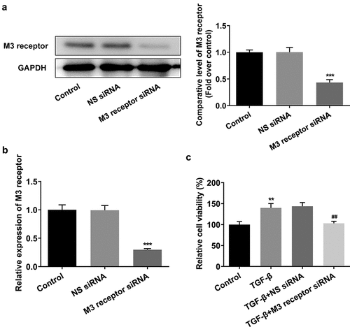 Figure 6. The effect of M3 receptor interference on the proliferation of TGF-β-induced NRK-49 F cells. The transfection efficiency of M3 receptor was confirmed by WB and PCR (a-b). Representative images of western blot assay. ***P < 0.001 versus NS siRNA. The cell viability of TGF-β-induced NRK-49 F cells interfered by M3 receptor (c). **P < 0.01 versus Control. ###P < 0.001 versus TGF-β+ NS siRNA. NS siRNA is the control group of M3 receptor siRNA. Each experiment was repeated at least three times.