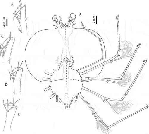 Figure 5. Chelarctus aureus (Holthuis, Citation1963), subfinal stage. A, ventral (right) and dorsal (left) view; B, dactylus of first pereiopod; C, dactylus of second pereiopod; D, dactylus of third pereiopod; E, dactylus of fourth pereiopod. Scale bars: A = 2 mm; B–E = 400 µm.