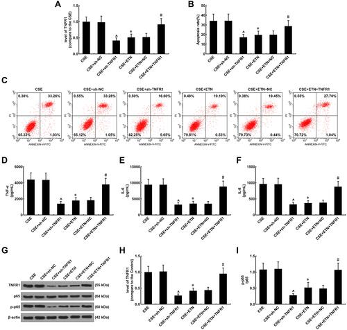 Figure 8 Etanercept alleviated the effects of CSE on TNFR1 expression, suppressed apoptosis and inflammatory cytokine levels in HPAECs, which was reversed by overexpressed TNFR1. (A) Expressions of TNFR1 after CSE exposure, transfection of shTNFR1 and the TNFR1 overexpression plasmid, and ETN treatment were measured using quantitative-real-time polymerase chain reaction (qRT-PCR). β-Actin was used as the internal control. (B and C) Apoptosis rates of HPAECs after CSE exposure, transfection of shTNFR1 and the TNFR1 overexpression plasmid, and ETN treatment were determined by flow cytometry. (D–F) Levels of inflammatory cytokines TNF-α (D), IL-6 (E) and IL-8 (F) in HPAECs after CSE exposure, transfection of shTNFR1 and the TNFR1 overexpression plasmid, and ETN treatment were quantified using ELISA. (G and H) Protein levels of TNFR1, p65 and p-p65 in HPAECs after CSE exposure, transfection of shTNFR1 and the TNFR1 overexpression plasmid, and ETN treatment were determined using Western blot. β-Actin was used as the internal control. (I) Ratios of p-p65/p65 were measured. All experiments were performed in triplicate and experimental data were expressed as mean ± standard errors (SE). *P<0.05, vs CSE; ^P<0.05, vs CSE+sh-NC; #P<0.05, vs CSE+ETN+NC.