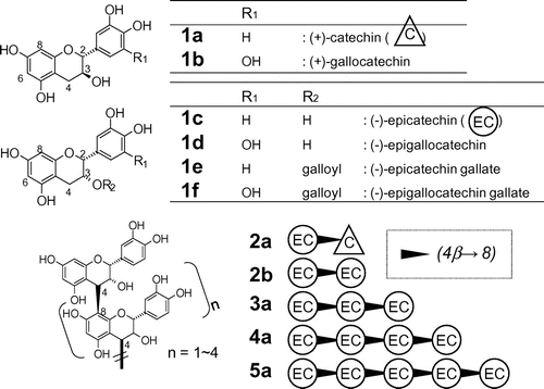 Fig. 1. Structures of monomeric and oligomeric flavan-3-ols used as experimental standards.