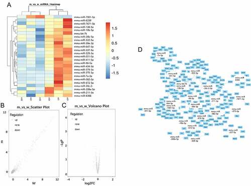 Figure 2. MiRNAs expression profiling using GeneChip analysis. A: Hierarchical cluster analysis of differentially expressed miRNAs (p < 0.05; n = 3). B: Scatter plot map of differentially expressed miRNAs. Upregulated miRNAs were marked in red, and downregulated miRNAs were marked in green (p < 0.05; n = 3). C: The volcano map overall gene expression. D: Predicted target genes of 24 differentially expressed miRNAs