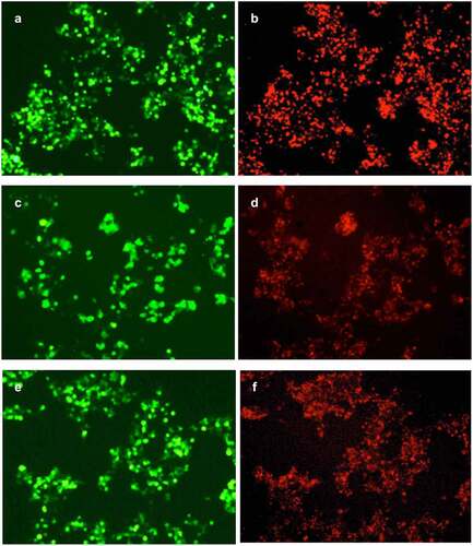 Figure 4. Expression of different GPC3-CAR structures on the cell surface