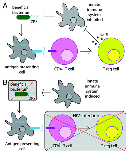 Figure 2. Certain symbiotic bacteria, such as B. fragilis, require CD4+ T cell interacting molecular factors for persistence in the gut mucosa. For instance, some bacteria produce zwitterionic coat polysaccharides (ZPS) which when processed by the innate immune system and presented to CD4+ T cells cause differentiation into Treg cells that produce the anti-inflammatory cytokine IL-10. By inducing IL-10 production, B. fragilis effectively limits the activity of both effector T cells and innate immune cells thereby enabling B. fragilis to persist in the gut mucosa with limited immune system interventionCitation21 (A). Both effector and regulatory CD4+ T cells are specifically targeted and killed by HIV and the loss of these cells may leave beneficial bacteria, such as B. fragilis, without the protection of IL-10 and may thus result in killing by innate immune cells (B).