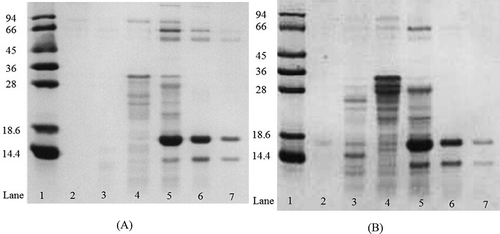 FIGURE 2 SDS-PAGE analysis of the SEC fractions from (A) RM, and from (B) the heated milk. Lane 1, the standard proteins (kDa). Lanes 2–7 were from 53–56, 65–68, 77–80, 85–88, 105–108, and 113–116 min of SEC elution, respectively.