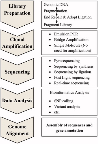 Figure 1. Overview of the primary steps in new generation sequencing (NGS) workflow. All NGS systems show some common features. The genomic DNA is randomly fragmented and a library is prepared to enable massively parallel sequencing. The individual library fragments are either clonally amplified by emulsion PCR (Roche and Life Technologies) or by solid surface bridge amplification (Illumina), or not amplified (Third-generations PacBio and MinION). In third-generation DNA sequencing, a single DNA molecule is sequenced without the need for amplification. Flow cell sequencing of templates creates fluorescent, luminescent, or proton signals that in turn either generates detectable images or are detected by pH detectors. Then, these obtained signals will be processed into sequence reads that assembled and aligned subsequently by using special bioinformatics analyses.