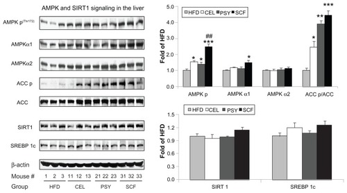 Figure 5 Effects of dietary fibers on liver AMP-activated protein kinase (AMPK) signaling in mice. The protein abundances of AMPKα1, AMPKα2, ACC, SIRT1, sterol regulatory element-binding protein (SREBP) 1c and phosphorylated AMPKα, and ACC were measured by immunoblotting.Notes: Data are shown as mean ± standard error of the mean (n = 9/group). *P < 0.05; **P < 0.01; ***P < 0.001, dietary fiber-supplemented group vs HFD-only group; ##P < 0.01, CEL or PSY vs SCF group.Abbreviations: CEL, cellulose; HFD, high-fat diet; PSY, psyllium; SCF, sugar cane fiber.