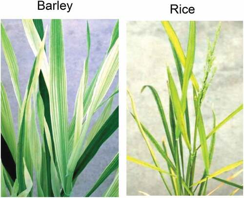 Figure 1. Photos of Fe-deficient barley and rice plants grown hydroponically without Fe nutrition after cultivation with a complete set of nutrients to establish early plant development. The Fe concentrations in the shoots of barley and rice plants were 53 and 81 mg kg−1 DW, respectively (photos courtesy of Dr. Takeshi Shimizu)