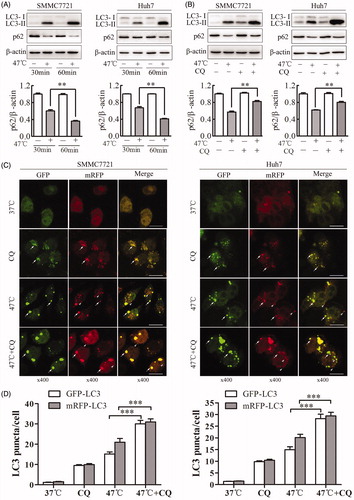 Figure 2. Sublethal heat stress induces autophagic flux in HCC cells. (A, B) SMMC7721 and Huh7 cells were exposed to 47 °C for 30 or 60 min (A) or pretreated with the autophagy inhibitor CQ (20 μM) for 4 h and then exposed to 47 °C for 30 min (B). The expression levels of LC3-II and p62 were analyzed by western blot. p62 levels were quantified and normalized to those of β-actin. (C, D) Representative images and quantification results for LC3 puncta in SMMC7721 and Huh7 cells transiently transfected with mRFP-GFP-LC3 adenovirus followed by exposure to CQ (20 μM) for 4 h and heat treatment at 47 °C for 30 min. Arrows indicate co-localized GFP and mRFP puncta, while arrowheads indicate mRFP puncta. Scale bar, 20 μm. The average numbers of GFP-LC3 and mRFP-LC3 puncta per cell were counted in 6 random fields with at least 100 cells in each group. Each experiment was repeated three times, and representative images are shown. Error bars represent the SEM. **p < .01; ***p < .001.