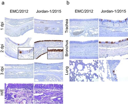 Figure 2. Histopathological changes and viral detection in respiratory tracts of alpacas inoculated with two MERS-CoV strains. Respiratory tissues (nasal turbinate, trachea, bronchus and lung) were harvested upon necropsy and immediately fixed in 10% neutral-buffered formalin. (a) Immunohistochemical (IHC) visualization of apical turbinate of alpacas infected with MERS-CoV EMC/2012 (left panel) and Jordan-1/2015 (right panel) euthanized and necropsied on 1 to 3 dpi. H/E staining of the apical nose collected on 2 dpi for both strains was displayed at the bottom. (b) IHC results of trachea, bronchus and lung of alpacas infected with MERS-CoV EMC/2012 (left panel) and Jordan-1/2015 (right panel) necropsied on 2 or 3 dpi. See Supplementary Table S2 for the detailed distribution of MERS-CoV antigen. Abbreviations: H/E, haematoxylin and eosin stain.