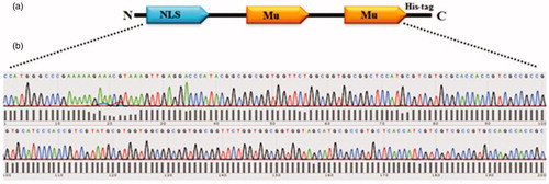 Figure 1. (a) Schematic representation of the recombinant protein (NMM). Motifs in the protein have been demonstrated in single alphabet code: NLS: GPKKKRKVED and Mu: MRRAHHRRRRASHRRMRGG. (b) The NMM encoding gene was sub-cloned into the PET28a plasmid and verified by sequencing.