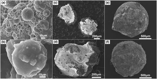 Figure 3. The SEM images of SA-CUR microspheres (a & b), CS-5FU-SA-CUR microbeads (c & d), and CS-rGO-5FU-SA-CUR (e & f).
