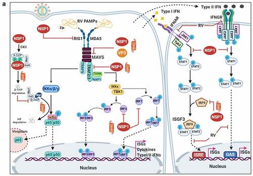 Figure 3. Evasion of host cellular antiviral responses by RV. (a) Evasion of host cellular IFN response. Within RV infected cells, RV RNA species with exposed 5ʹ-phosphate groups or with incomplete 5ʹ-O-methylated “cap” structures act as PAMPs and are recognized by host cellular PRRs RIG1 and MDA5. Subsequent oligomerization of the mitochondrial adaptor MAVS forms a platform for recruitment of TRAFs and two kinase complexes IKK-α/β/γ and TBK1-IKKε leading to the activation of IRF3/7 and NF-κB-dependent transcriptional programme (IFNs, ISGs, cytokines). NF-κB contains two subunits p50 and p65. IKK-α/β/γ phosphorylates NF-κB inhibitory protein IκB at the α subunit resulting in its proteasomal degradation by SCFβ-TrCP (Skp1-Cullin1-F-box containing protein β-TrCP) E3 ubiquitin ligase complex. Being freed of IκB, p50-p65 heterodimeric NF-κB translocates to nucleus and causes transcriptional activation. RV-NSP1 targets many host proteins of this pathway proteasomally (such as MAVS, β-TrCP, IRF3/7, TRAF2) or non-proteasomally (RIG1) and causes their degradation in a RV strain-dependent manner. RV-VP3 has also been shown to target MAVS for proteasomal degradation. Moreover, at least for β-TrCP degradation, a fostering role of hijacked host cellular Cul3-Rbx1 E3 ubiquitin ligase machinery has been implicated. NSP1-β-TrCP interaction also requires CK-II-directed NSP1 phosphorylation reactions. Some RV strains block NF-κB function through sequestration of NF-κB p65 away from nucleus into viroplasmic puncta. The amplification step of IFN response includes binding of IFNs (type I and type II) to cognate receptors (type I IFN receptor IFNAR and type II IFN receptor IFNGR) to activate JAK-STAT signaling. The phosphorylated forms of STAT1 and STAT2 form a complex called ISGF3 by associating with IRF9. This heterotrimeric complex translocates to the nucleus, binds to IFN-stimulated response elements (ISREs) and trans-activates a series of ISGs of cyto-protective and antiviral nature. Homodimeric phosphorylated STAT1 downstream of IFNGR signaling also trans-activates ISGs by nuclear translocation and binding to Gamma interferon activation site (GAS). RV infection curtails IFN amplification pathway by promoting degradation of IRF9, IFN receptors, and by preventing STAT1 phosphorylation as well as STAT1-STAT2 nuclear translocation. RV-NSP1 is responsible for degradation of IRF9 proteasomally and for inhibition of STAT1 phosphorylation. (b) Evasion of host cellular OAS/RNase L pathway by RV. Within virus infected cells, viral dsRNA population can induce oligomerization-dependent activation of the enzyme OAS which further catalyzes the formation of 2ʹ-5ʹAs. Upon interacting with 2ʹ-5ʹAs, RNase L gets activated through dimerization and triggers cleavage of RNA including the viral RNA species. RV evades the deleterious effects of OAS/RNase L pathway by its structural protein VP3. RV-VP3 has intrinsic 2ʹ, 5ʹ-phosphodiesterase (2ʹ-5ʹPDE) motif through which it disintegrates 2ʹ-5ʹA structures, thereby preventing RNase L activation and viral RNA cleavage. (c) Evasion of innate antiviral impacts of host RNAi machinery by RV. Double stranded RV replication intermediates can potentially be subjected to trimming by host cellular DICER resulting in production of virus‐derived small interfering RNAs (viRNAs). Incorporation of viRNAs into the RISC containing the catalytic effector AGO2 can subsequently target viral RNA population. During early hours of RV-SA11 and RV-A5-13 infection, RV-NSP1 interacts with and ubiquitylates AGO2 leading to proteasomal demise of this catalytic effector. In this respect, RV-NSP1 acts as a putative viral‐suppressor‐of‐RNAi (VSR). In absence of AGO2, siRNA/shRNA-guided RNAi and also potential viRNA-directed RNAi are rendered nonfunctional during early hours of RV infection. Clonal overexpression of AGO2 shows anti-RV effects. (d) Attenuation of host cellular anti-oxidant defense system by RV. Nrf2 is the master transcription factor which deals with cellular redox stress by transcribing anti-oxidant and cyto-protective effectors such as HO-1, NQO1, SOD1. Under unstressed condition, Nrf2 is constantly turned over in a ubiquitin-proteasome-dependent way by cellular Keap1-Rbx1-Cul3 machinery. (Left panel) In RV infected cells, reactive oxygen species (ROS) is induced during early hours leading to Keap1 inhibition and Nrf2 upregulation. Elevated Nrf2, further primed by PKC-mediated phosphorylation, translocates to nucleus and trans-activate stress responsive genes which contain Nrf2-binding motif [anti-oxidant response element (ARE)] in their promoter regions. Quenching ROS by NAC has an antagonizing effect on RV infection. (Right panel) During later hours of RV infection, Nrf2 is expelled out of the nucleus, ubiquitylated by a non-canonical E3 ubiquitin ligase (other than the canonical Keap1-Rbx1-Cul3 machinery) and degraded proteasomally. Levels of HO-1, NQO1, and SOD1 were also reduced. Agonists of Nrf2/ARE pathway, such as Keap1 inhibitors CDDO-Me and RA-839, show potent anti-RV effects. (e) Time-dependent regulation of host cellular apoptotic cell death by RV. (Left panel) During early hours of infection, anti-apoptotic pathways are activated and pro-apoptotic pathways are inhibited for ensuring viral replication. The prime most survival pathway includes activation of PI3K-Akt signaling as a result of interaction of RV-NSP1 with PI3K. Interaction of the chaperone Hsp90 with Akt has an agonistic effect on this pathway. Inhibition of survival pathways through targeting PI3K, phospho-Akt and Hsp90 by LY, 294–002, triciribine and 17-AAG, respectively, sensitized RV replication. Inhibition of pro-apoptotic pathways is multifaceted. One of them is the upregulation of the miRNA population hsa-miR-142-5p by RV-NSP5. Elevated hsa-miR-142-5p sensitizes its targets TGFβR II and SMAD3 leading to attenuation of p38MAPK-ERK1/2-JNK-dependent apoptotic signaling in HT29 cell line. Another strategy is the ubiquitylation and proteasomal degradation of p53 during early infection period. RV-NSP1 plays a pivotal role in this regulation. In absence of p53, transcription of p53-dependent apoptotic genes is prevented. Yet another anti-apoptotic modality in early hours of RV infected cells is the prevention of RV-NSP4 translocation to mitochondria. This is enabled by the ubiquitin-proteasome-dependent demise of the mitochondrial chaperonin Hsp60 which facilitates NSP4 mitochondrial import. A phosphorylation event of Hsp60 carried out by the autophosphorylated and activated form of Src kinase (SrcY416) imparts proteasomal sensitivity to Hsp60. Targeting hsa-miR-142-5p by its anti-miR and Src kinase by a small molecule SKI-I exert anti-RV activity. (Right panel) During late phase of infection, apoptotic pathways are activated and/or de-repressed and outweigh the survival pathways. Intrinsic pathway of apoptosis observed in late hours of RV infected cells is partially dependent on Bax. Subsequent release of cytochrome c into cytosol results in apoptosome formation and activation of executioner caspases. Reduced level of hsa-miR-142-5p results in de-repression of TGFβR II-SMAD3-p38MAPK-ERK1/2-JNK-dependent apoptotic signaling in HT29 cell line. Weakened interaction of p53 with RV-NSP1 stabilizes p53 and causes p53-dependent transcription of pro-apoptotic genes (PUMA, Bax. Bak). In absence of SrcY416, Hsp60 is no longer phosphorylated and therefore escorts NSP4 across mitochondria. NSP4 also positively regulates apoptotic mitochondrial fragmentation by promoting Cdk1-dependent phosphorylation of Drp1 at Serine 616 residue and further recruiting them to mitochondria. NSP4 also promotes mitochondrial translocation of Parkin which reduces mitochondrial fusion by degrading Mfn1. Targeting Drp1 and Cdk1 by respective small molecule inhibitors Mdivi-1 and RO-3306 prevented apoptotic mitochondrial fragmentation and viral progeny release. (f) Subversion of host UPR by RV. Accumulation of misfolded proteins in the ER leads to uncoupling of GRP78 from UPR sensors, resulting in activation of the three branches of UPR-ATF6 pathway, PERK-dependent pathway, and IRE1-based signaling. RV activates two (ATF6 and IRE1) of the three branches of UPR, but limits maturation of the activated UPR pathways. Following RV infection, dissociation of GRP78 from ATF6 (ATF6p90; the transcriptionally inactive fragment) triggers translocation of ATF6 to the Golgi apparatus where it is cleaved and the transcriptionally active fragment ATF6p50 is transported to nucleus to trans-activate UPR elements (CHOP, GADD34, GRP78 and GRP94). Despite the initial activation of ATF6 arm of UPR, RV inhibits further transcription of UPR elements by immobilization of the ATF6p50 fragment into viroplasms. UPR element proteins are also sequestered within viroplasms and further synthesis of them is inhibited by NSP3-induced host translational stasis. Release of PERK from GRP78 leads to homo-dimerization and phosphorylation of PERK; however, RV sequesters p-PERK in the viroplasms inhibiting further activation. Uncoupling of GRP78 from IRE1 leads to homo-dimerization and autophosphorylation of IRE1. Phosphorylated IRE1 (p-IRE1) triggers splicing of xbp1 mRNA (xbp1u) to form a spliced variant (xbp1s). However, further translation of the xbp1s is prevented as a result of general host translational inhibition mediated by RV-NSP3. RV also induces IRE1-independent alternative splicing of xbp1 leading to generation of an exon-skipped splice variant (xbp1es). This event of xbp1 alternative splicing was found to concur with NSP3-mediated PABPC1 nuclear translocation. (g) Evasion of antiviral impacts of SGs and PBs and viroplasmic sequestration of host cellular RBPs. Translational shut off because of phosphorylation of eIF2α is a classical trigger for formation of SGs which accumulate many cellular proteins (see figure). PBs and GW bodies also contain protein conglomerates (see figure). In RV infected cells, eIF2α becomes phosphorylated by PKR, but SG formation is prevented. Punctate PB structures are also absent in infected cells. PB component Pan3 and GW body component AGO2 are degraded proteasomally by RV-NSP1. At later hours, AGO2 relocalizes to viroplasmic niches. Other PB/SG/GW body components are also relocated to different subcellular niches such as nuclear compartment (XRN1, hDcp1, DDX6) or viroplasms (ADAR1, Caprin1, CPEB, eIF2α, PKR, Staufen1, PPM1A, LSM1, PARN, GW182, Caf1) or remained dispersed in cytosol (G3BP1, ZBP1). Moreover, many PB/SG components interact with viroplasmic RV-NSP2 and RV-NSP5. Additionally, many hnRNPs and ARE-BPs are re-located from nucleus to cytosol, get sequestered to viroplasms, and interact with RV-NSP2 and RV-NSP5 within RV infected cells. Many relocated RBPs are also absorbed by the copious viral transcripts