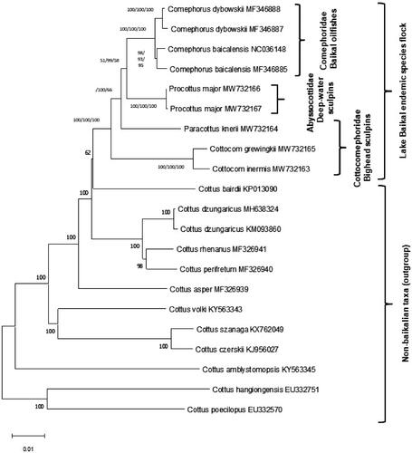 Figure 1. Phylogenetic tree of Baikal sculpins from three endemic families and 12 closely related palearctic Cottus species, constructed using the maximum likelihood (GTR + G + I) method based on complete mitogenomes. Bootstrap support for ML/ME/MP is indicated for Baikalian taxa. New sequences are MW732163-7.