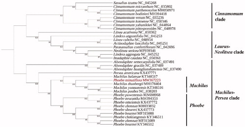 Figure 1. Maximum-likelihood (ML) tree of 34 Lauraceae species based on chloroplast genome. Numbers near the nodes are ML bootstrap values.
