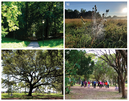 Figure 1. Urban green spaces are important for: climate change mitigation through shading and vegetation structural complexity (a: Hans-Fischer-Straße Park in Munich, Germany); biodiversity of plants and animals, arthropods and birds (b: spider web in field in Taxispark in Munich, Germany); and human health and wellbeing through stress release and restoration (c: woman sitting under the shade of a tree in Charleston, USA), and through and recreation and socializing (d: group meeting for Tai Chi exercises in a park in Taipei, Taiwan). Photo credits: Sophie Arzberger (a), Vera Knill (b), and Monika Egerer (c, b).